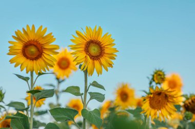 Doğal arka plan, çiçek açan bir ayçiçeği, güneşli bir günde, mavi gökyüzüne yakın çekim. Seçici odaklanma. Hasat konsepti