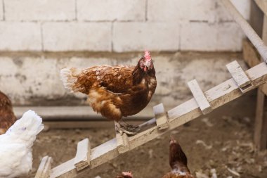 Çiçek hastalığı olan bir tavuk, tavuk kümesinde yumurtlayan bir tavuk. Et endüstrisi. Çiftlik hayatı ve hayvancılık kavramı, yakın plan.