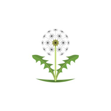 Karahindiba bitkisi vektör çizim elementi