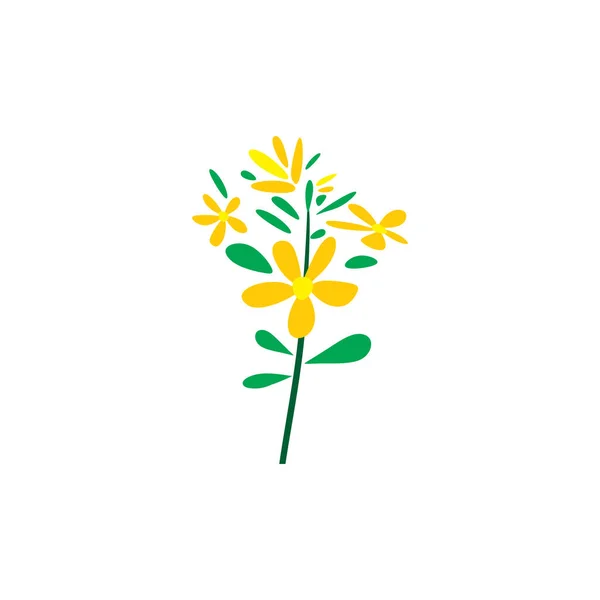 Johns Hierba Hierba Planta Logo Vector Icono — Vector de stock