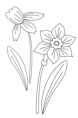 Narcissus. Bahar çiçeği narsisleri, çiçek, tomurcuk ve yapraklar. Vektör çizimi. Black Line, özet geç. Beyaz arkaplan
