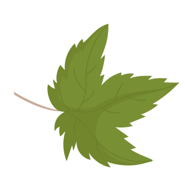 Yaprak üzümü. Botanik Organik Element