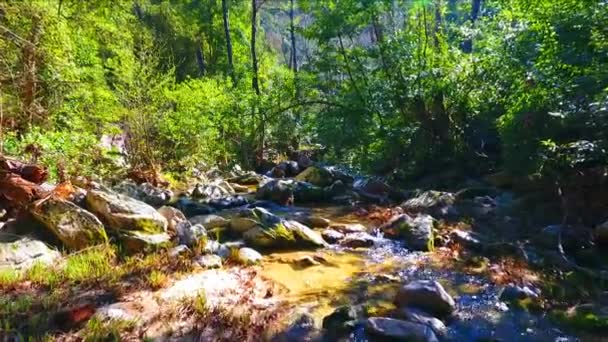 Весняний ландшафт природи з чистим струмком води, що протікає серед скель, каменів і зелених дерев. Повільний рух малих лісових річок у сонячному літньому світлі ранкового лісу — стокове відео