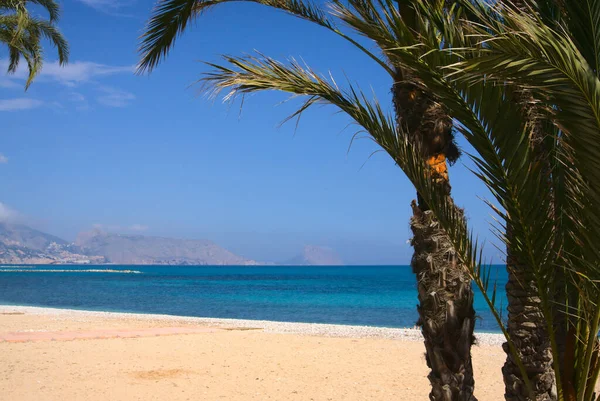 Güneşli Bir Günde Altea Alicante Spanya Plaj Manzarası Önde Palmiye — Stok fotoğraf