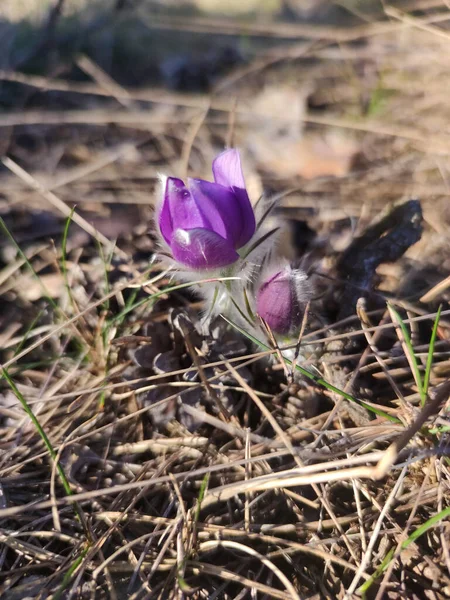 Wiosenne Kwiaty Krokusa Lesie — Zdjęcie stockowe