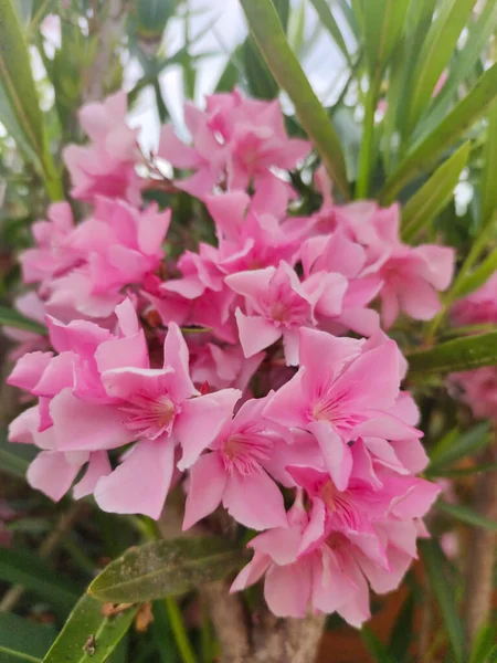 Güney İtalya 'da yaz aylarında açık havada pembe çiçekler