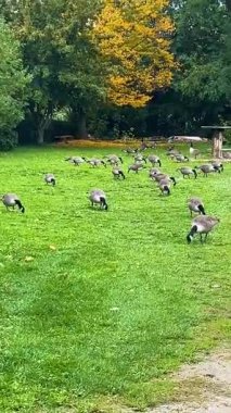 Sonbahar boyunca yemyeşil bir parkta huzur içinde otlayan kazlar.