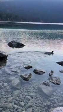 Almanya 'daki dağlarla çevrili Tranquil Gölü etrafındaki çarpıcı sonbahar manzarası. Eibsee Gölü, Bavyera, Almanya
