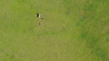 Köpekler güneşli bir günde yeşil alanda özgürce oynarlar.