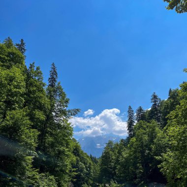 Parlak mavi gökyüzü yoğun yeşil bir ormanın üzerindeki sahneyi dolduruyor. Uzun ağaçlar uzak dağların etrafını sarar. Güneş ışığı manzaranın üzerine parlıyor. Garmisch-Partenkirchen, Almanya.