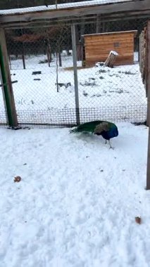 Bir Kış Günü Hayvan Koruma Alanında Tavuskuşu Karda Yürüyüşü