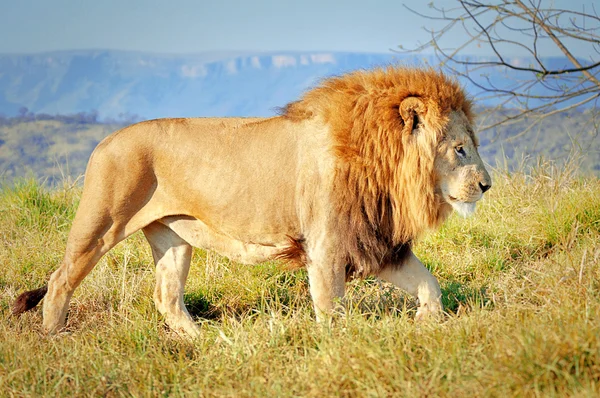 Oroszlán, az oroszlán parkban, Kwazulu Natal, Dél-afrikai Köztársaság — Stock Fotó