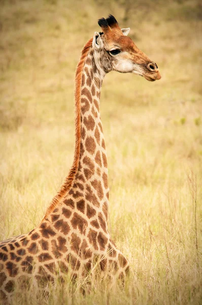 Giraffe zittend op het veld, Zuid-Afrika — Stockfoto