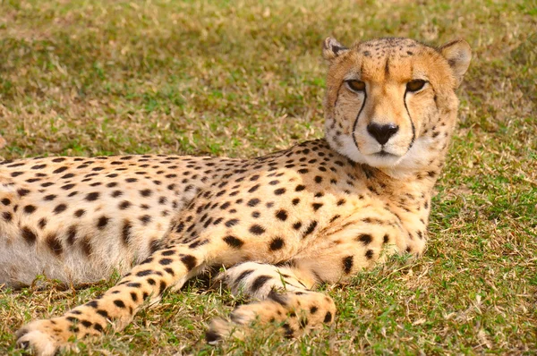 Gepard, Republika Południowej Afryki — Zdjęcie stockowe