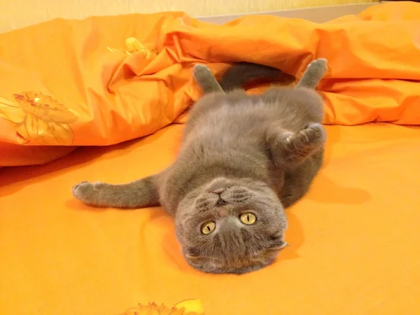 Cat Scottish Fold in bed upside down — Stock Photo, Image