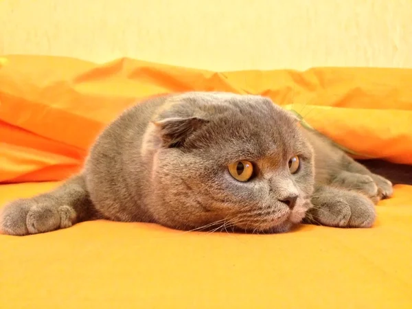 Gato escocés Doble en la cama — Foto de Stock