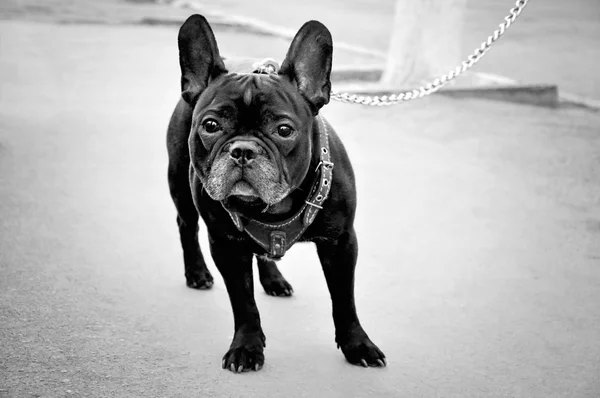 Bouledogue français en noir et blanc — Photo