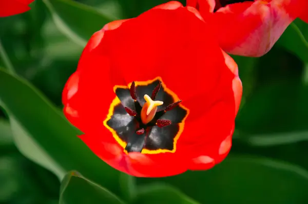 Red Tulip Stock Photo