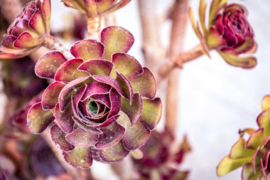 Tavuk ve tavuk bitki