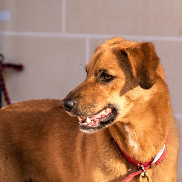 Golden labrador geri almak