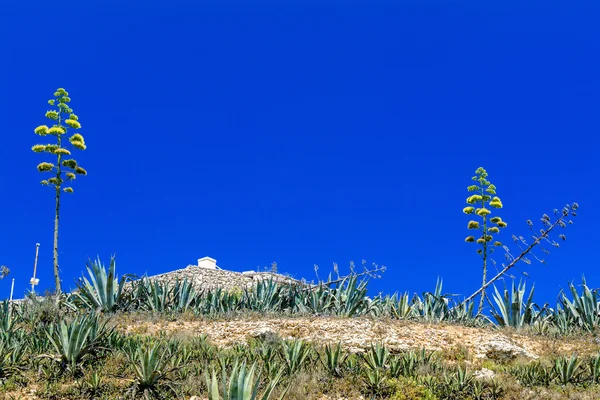 Agave blooming on Malta island — Stock Photo, Image