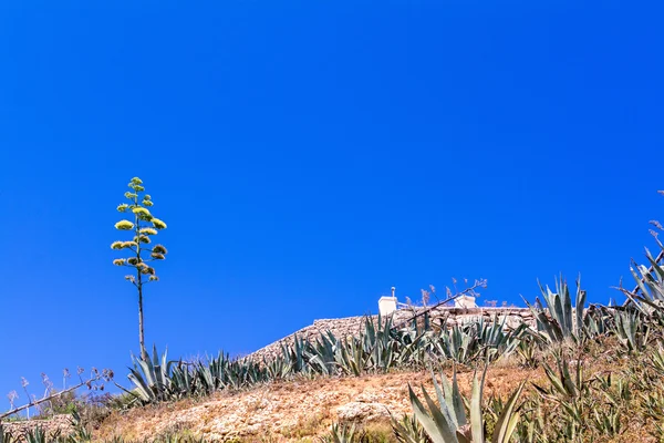 Agave blooming on Malta island — Stock Photo, Image
