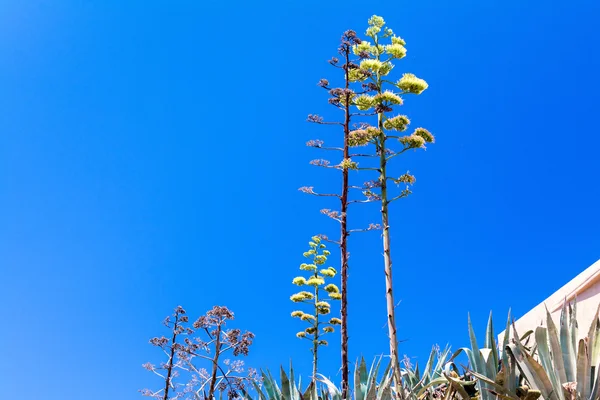 Malta Adası'nda çiçeklenme agav