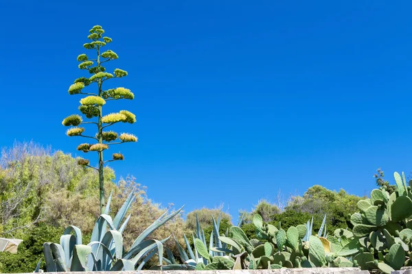 Agave blossom in Malta — Stock Photo, Image