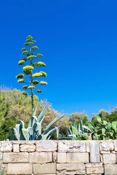 Agav çiçeği Malta