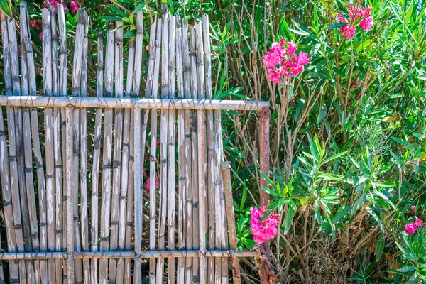 Oleandr Malta'da çitin çevresinde