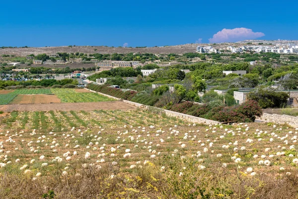 Field of pumpkin, Malta — Stock Photo, Image