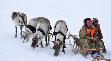 Donmuş Bolshaya Kheta nehrinin kuzeyindeki yerli halkların ulusal elbisesiyle kızakta oturan ren geyiği sürüsü olan bir grup yerli ren geyiği. Fotoğraf Rusya 'da Taimyr' de çekildi.
