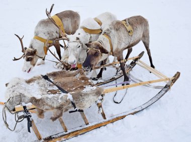 Ekipteki yerli ren geyiklerinin portresi, insanları taşımak ve kargo kızağıyla yakın plan çekmek için kullanılan kızağın yanında.
