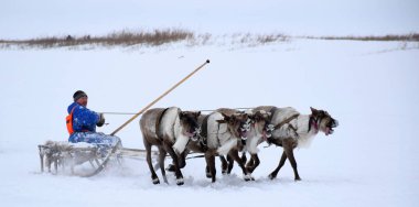Bir grup yerli ren geyiği ve bir ren geyiği sürüsü kızağın üzerinde oturuyor ve ren geyiğini bir horray direğiyle kontrol ediyor, donmuş Bolshaya Kheta nehrinde karda koşuyorlar. Fotoğraf Rusya 'da Taimyr' de çekildi.