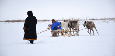 Ön planda, Kuzey 'in yerli halklarının ulusal elbiselerini giymiş bir Nenets' li arka planda bir ren geyiği çobanı yerli ren geyiği sürücüsü kızağın üzerinde oturuyor. Fotoğraf Rusya 'daki Taimyr Yarımadası' nda çekildi..