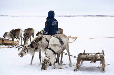 Taimyr 'daki Tukhard köyünde ren geyiği çobanı günü boyunca kamu düzeni korumasında olan bir trafik polisi, yerli ren geyiklerinden oluşan bir ekibin yanında duruyor.