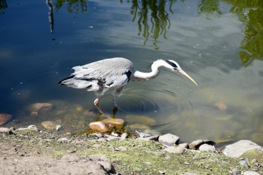 Gölde güzel bir balıkçıl portresi