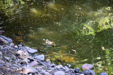 Güzel sarı ördek yavrusu göl kıyısında tek başına yüzüyor.        