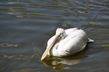 Yazın göldeki güzel beyaz bir pelikanın portresi.