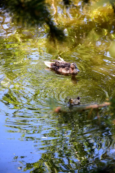 Bonito Pato Com Patinho Flutuando Água — Fotografia de Stock
