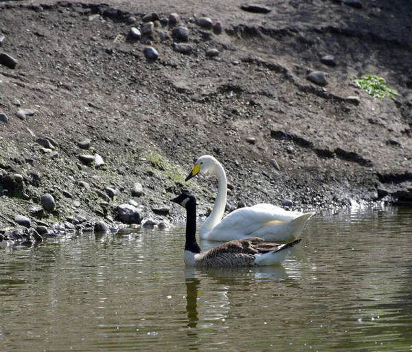 Retrato Belo Cisne Branco Nadando Lado Ganso Pescoço Preto Lago — Fotografia de Stock