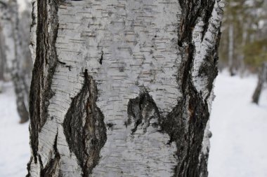 Birch bir grafik kaynağı olarak kabuk yakın çekim