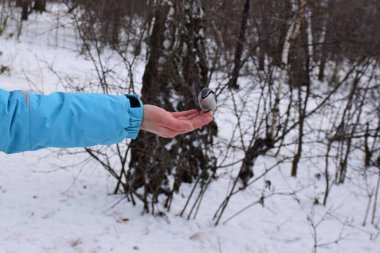 Güzel gri bir kuş avucunun içinde oturur ve tohumları gagalar.