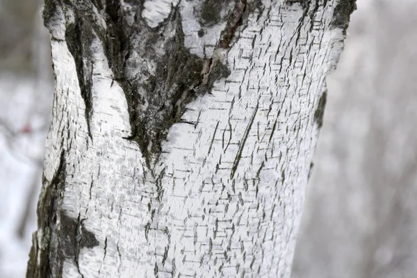 Birch树皮特写作为图形资源 — 图库照片