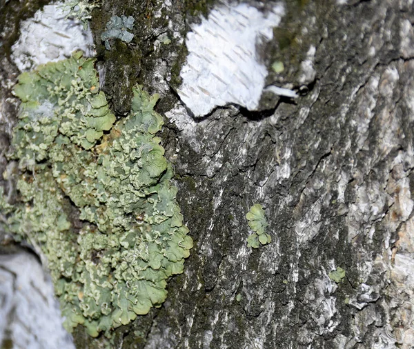 有绿色苔藓生长在上面的桦树树皮是一种非常接近的图形资源 — 图库照片