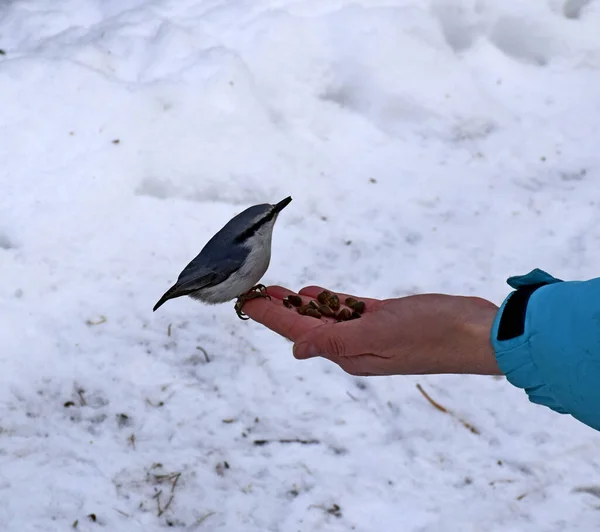 Güzel gri bir kuş avucunun içinde oturur ve tohumları gagalar.