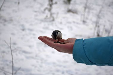 Güzel gri bir kuş avucunun içinde oturur ve tohumları gagalar.