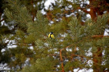 Beautiful yellow and black tit close-up sitting on the branches of a pine tree