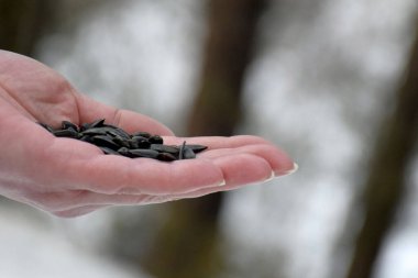 Kuşları besleyen bir adamın avucunda yatan siyah tohumlar.