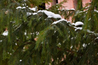 Beyaz karla kaplanmış ladin dalları.